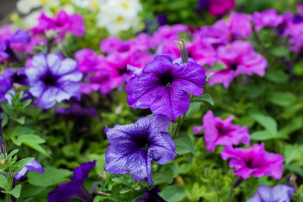 Gemischte Petunienblumen Bunt blühende Petunienblumen