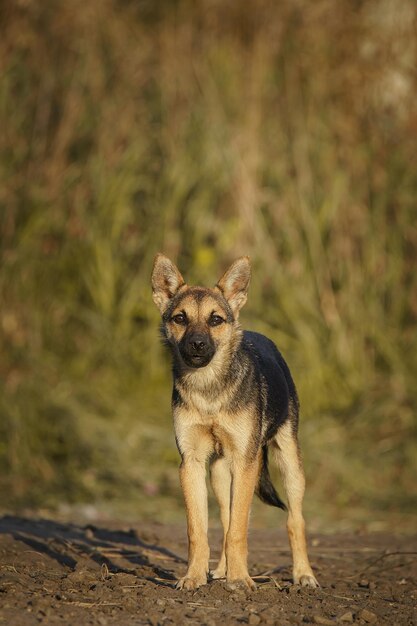 Foto gemischte rasse schöner grauer hund im sommer im freien