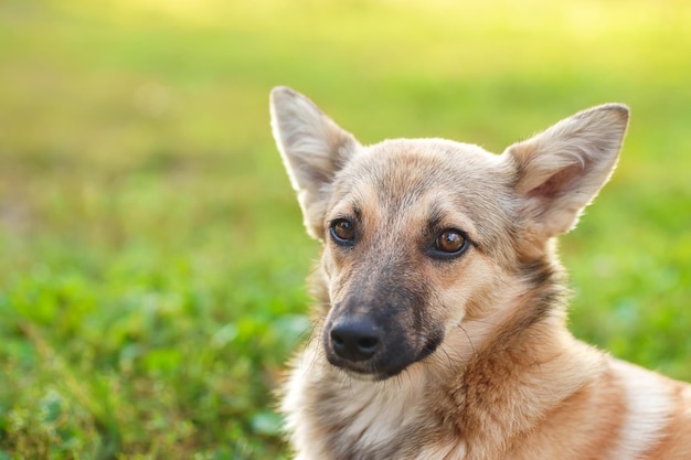 Foto gemischte rasse schöner roter hund im sommer im freien