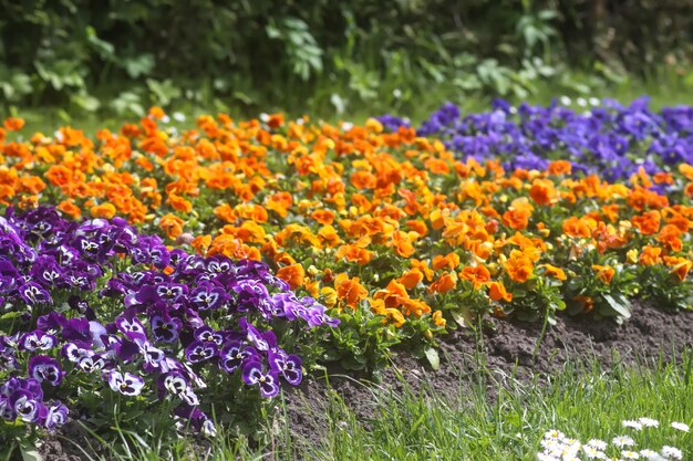 Gemischte Stiefmütterchen im Garten Schöne Frühlingsblumen