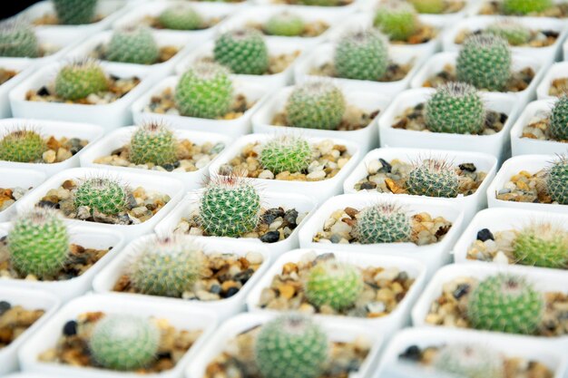 gemischte Sukkulenten oder Kaktushintergrund. Kleiner Kaktus in zu verkaufenden Töpfen.