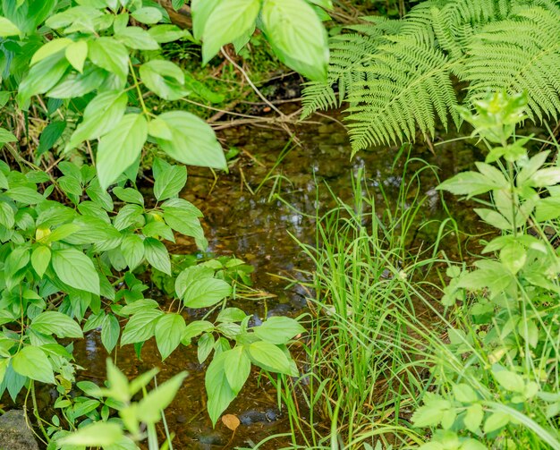 Gemischte Vegetation in der Nähe