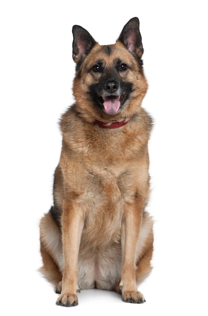 Foto gemischter deutscher schäferhund, 6 jahre alt. hundeporträt isoliert