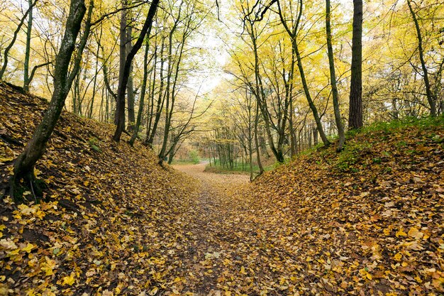 Gemischter Laubwald mit Laub in der Herbstsaison