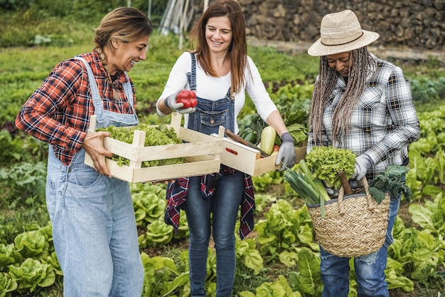 Gemischtrassige Frauen, die im Garten arbeiten und organischen Salat aufheben