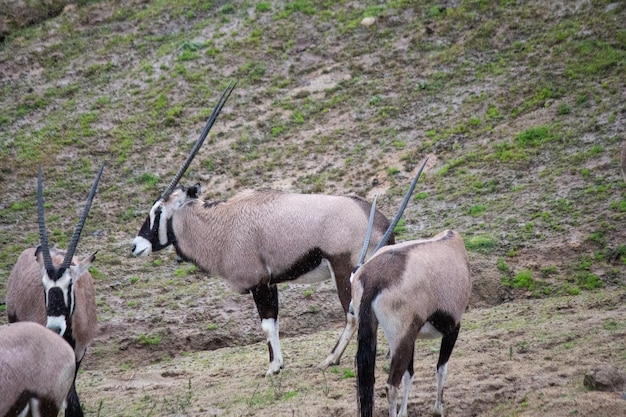 Gemsbock afrikanische Oryx-Antilope mehrfach grasend