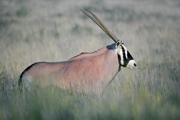 Foto gemsbok-antilope