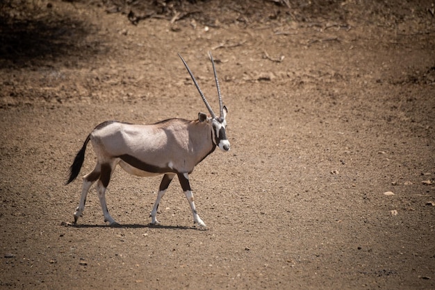 Gemsbok caminha sobre terreno pedregoso passando por arbustos