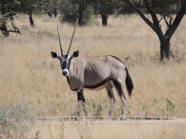 Gemsbok geht auf einem Feld in Namibia spazieren