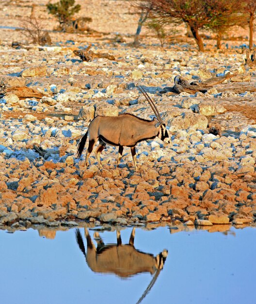 Foto gemsbok junto al pozo de agua con reflejo