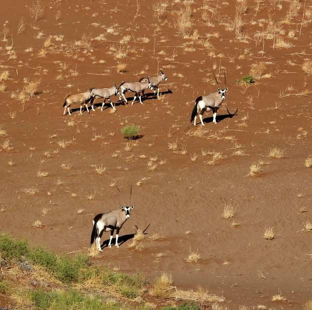 Gemsbok Oryx na Namíbia