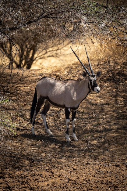 Foto gemsbok está de pie bajo los árboles en la luz del sol moteada