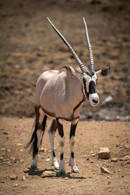 Foto gemsbok steht im sonnenlicht auf felsigem boden