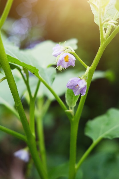 Gemüse aus eigenem Anbau. Purpurrote Blumen der grünen Aubergine oder der runden Aubergine mit Sonnenlicht im Garten