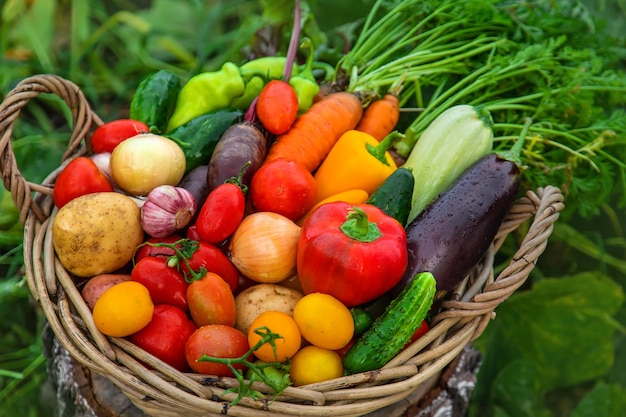 Gemüse im Garten ernten Selektiver Fokus