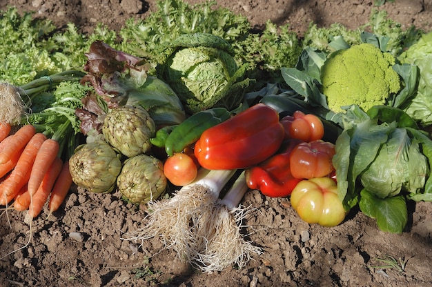 Gemüse im Garten