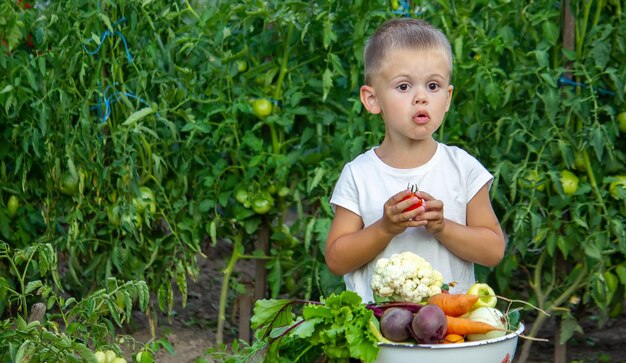 Gemüse in den Händen der Kinder auf dem Bauernhof. Selektiver Fokus. Natur