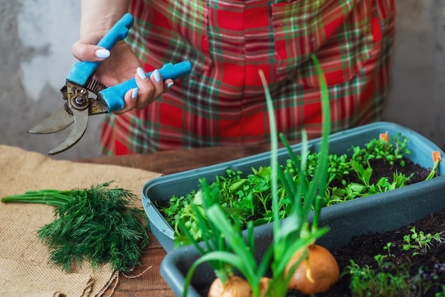 Gemüse mit eigenen Händen zu Hause anbauen. Ein umweltfreundliches Produkt, das zu Hause angebaut wird. Hauspflege Mini-Garten