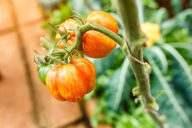 Gemüse organisch, Tomaten, die auf einer Niederlassung bei Doi Ang Khang, Chiang Mai Province, Thailand wachsen