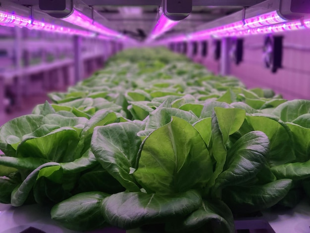 Gemüse wächst in der Indoor-Farm (vertikale Farm).