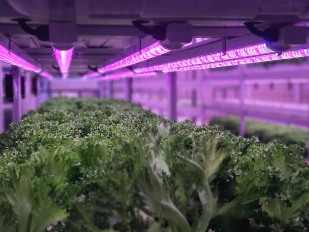 Gemüse wächst in der Indoor-Farm (vertikale Farm).