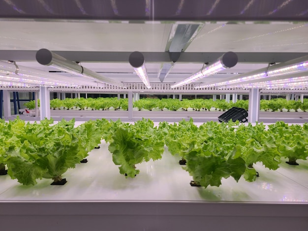 Gemüse wächst in der Indoor-Farm (vertikale Farm).