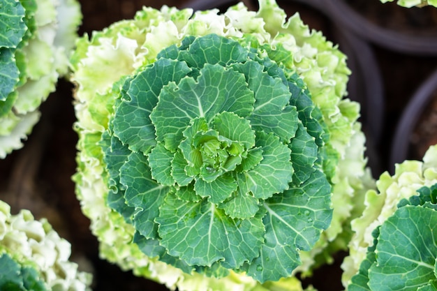 Gemüse zum Verkauf anpflanzen, gesundes Gemüse produzieren. Grünblättrige Gemüse