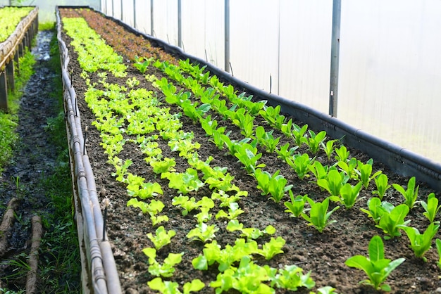 Gemüsebauernhof Boden Gemüsegarten organischer grüner Lattich Gemüsegarten mit grünem Blatt frischer Gemüsesalat im Gewächshausgarten umweltfreundliche Gartenarbeit Natur