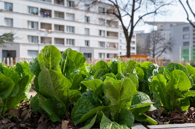 Foto gemüsebehälter für den garten. gemüsegarten auf der terrasse. salate wachsen in einem container in einem städtischen viertel