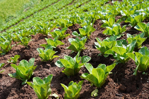 Gemüsefelder der lokalen Landwirtschaft, ländliche Landwirtschaft in asiatischen Ländern