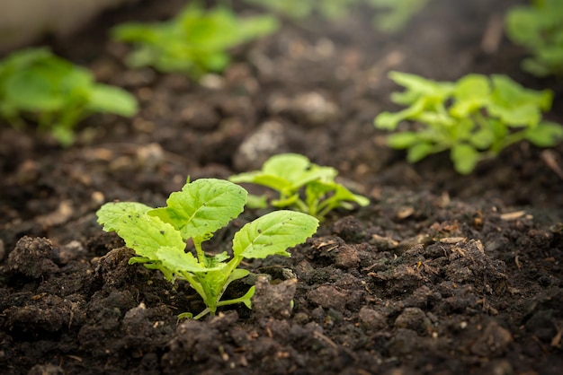 Gemüsegarten am Morgen des Sommertages im industriellen Gewächshaus Selektiver Fokus