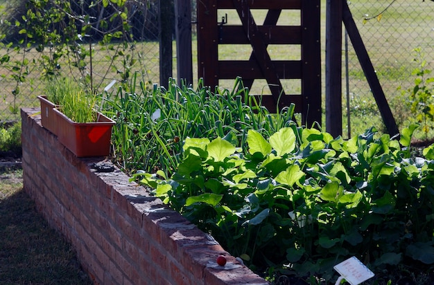 Foto gemüsegarten bio