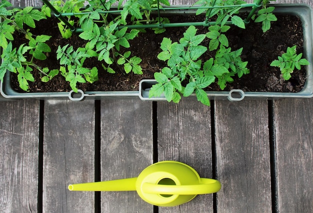 Foto gemüsegarten in containern gemüsegarten auf einer terrasse blumentomaten im container