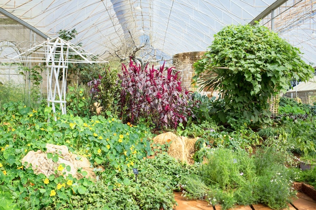 Foto gemüsegarten in einem grünen haus