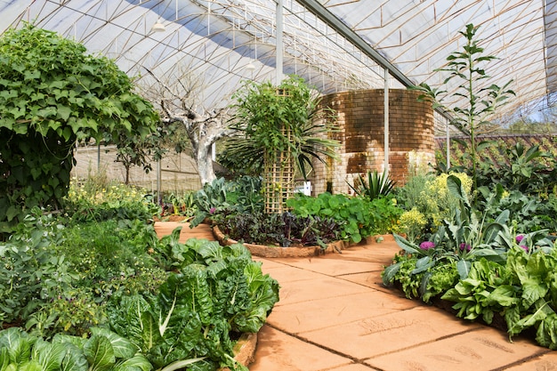 Gemüsegarten in einem grünen Haus