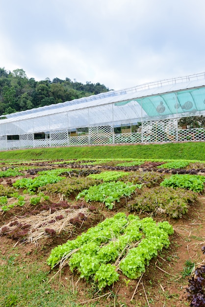 Gemüsegarten Kräuter und Gemüse im formalen Garten des Hinterhofs