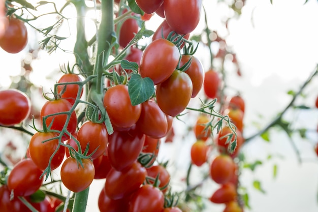 Gemüsegarten mit roten Tomatenpflanzen