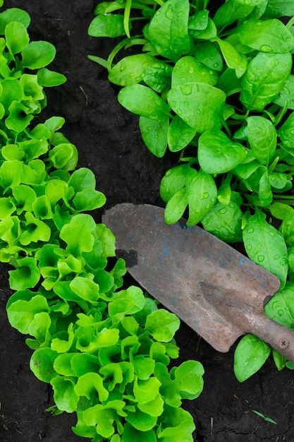 Gemüsegarten und eine Schaufel. Draufsicht.