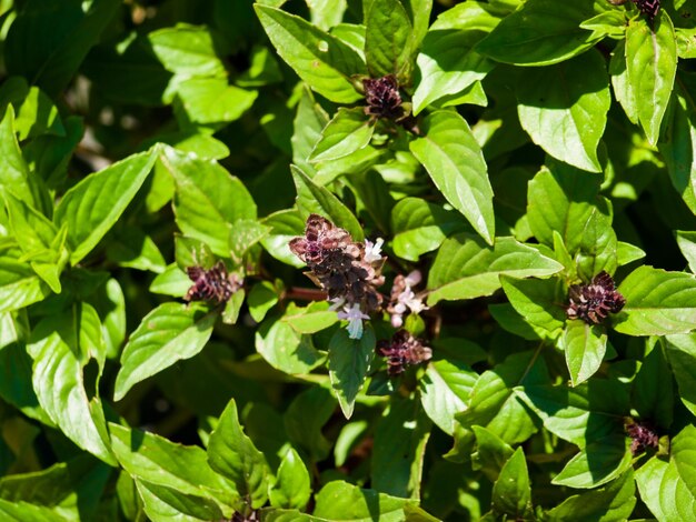 Gemüsegarten voller tollem Gemüse und Blumen.