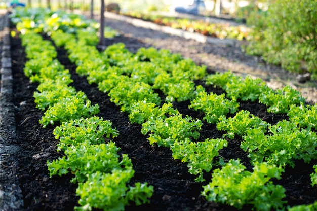 Gemüsegarten von Bauern