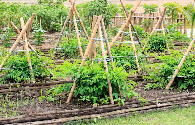 Gemüsegartenarbeit in der Landschaft