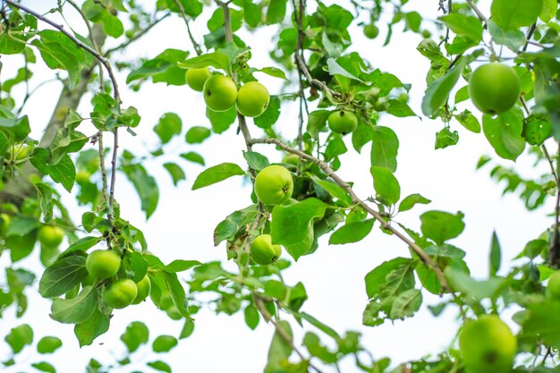 Gemüsegrüner Hintergrund aus Ästen mit Äpfeln, die den Garten wachsen und pflegen