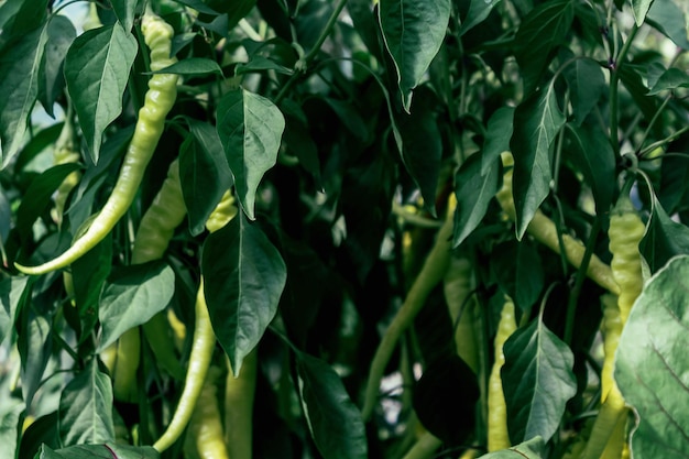 Gemüsehintergrund Peperoni ernten auf dem Bauernhof Lange grüne Paprika, die im Gewächshaus hängen