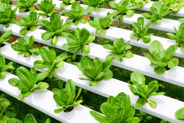Gemüsehydroponikbetriebe des Römersalats auf Wasser ohne Bodenlandwirtschaft für Biokost