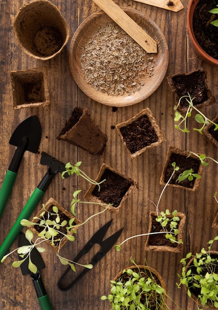 Foto gemüsesämlinge in biologisch abbaubaren töpfen in der nähe von gartengeräten draufsicht gartenarbeit