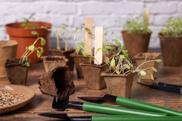 Gemüsesämlinge in biologisch abbaubaren Töpfen in der Nähe von Gartengeräten Gartenarbeit