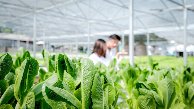 Gemüsesalatwissenschaftler untersuchten die Qualität von Bio-Salat aus der Hydroponikfarm der Landwirte