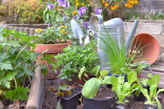 Foto gemüsesetzlinge und aromatische pflanze mit gartengeräten in einem kleinen garten