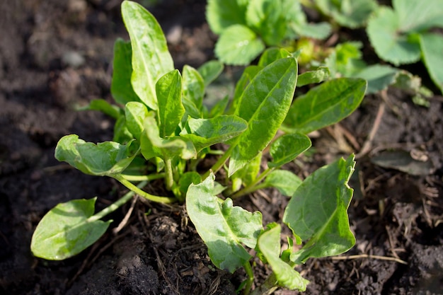 Gemüsespinat auf einer Gemüseplantage im Garten.