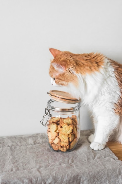 Gemütliche Herbstatmosphäre Shortbread Cookies im Glas und eine neugierige Ingwerkatze